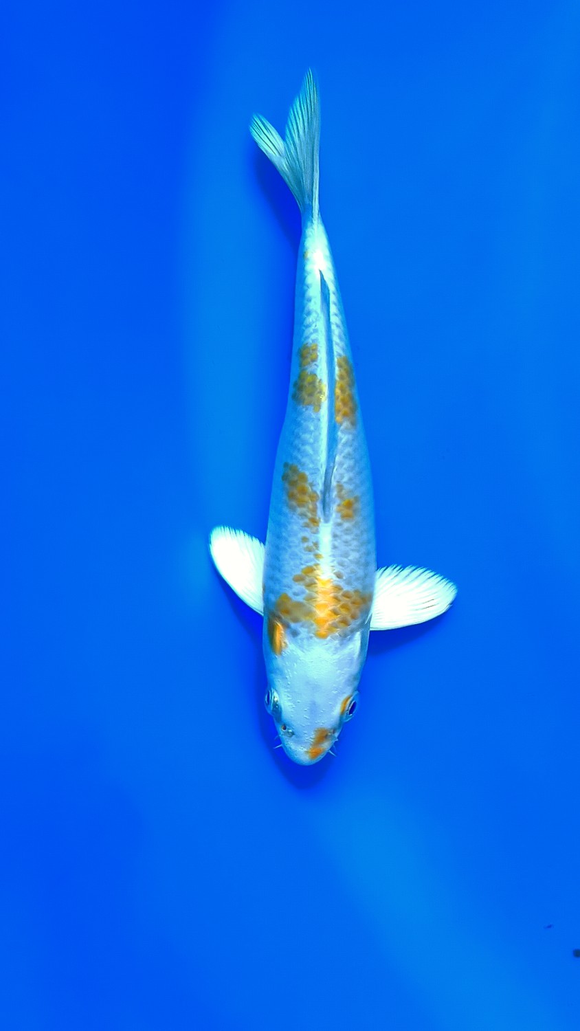 Juara 4