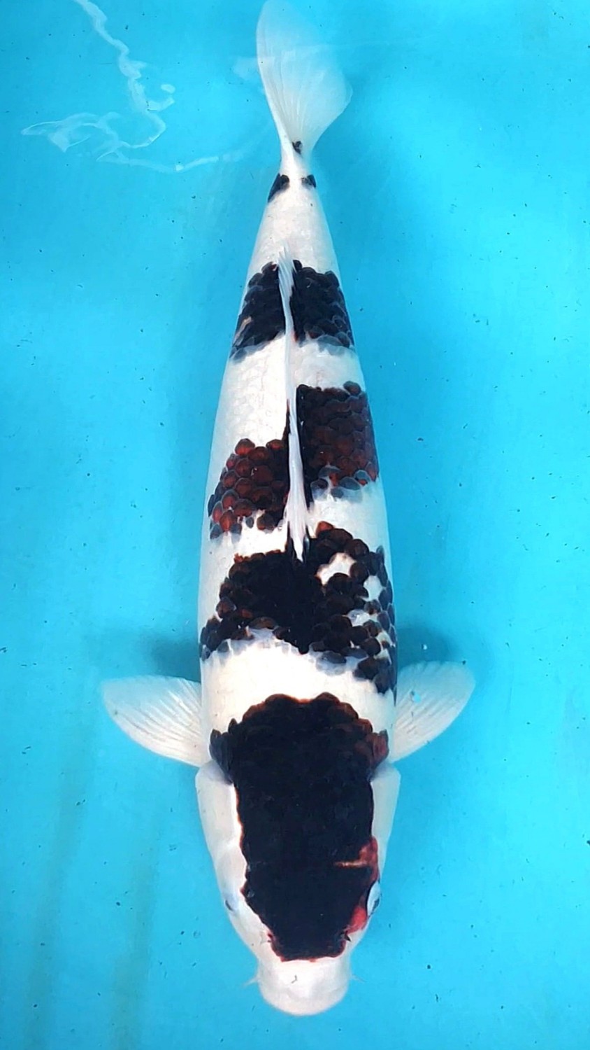 Juara 2