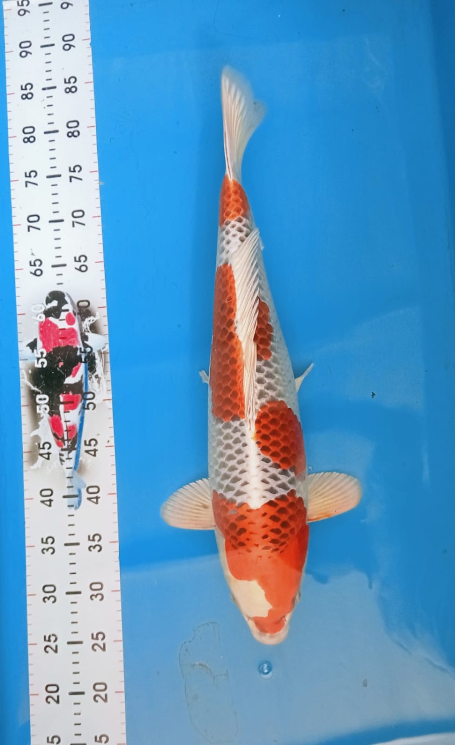 Juara 1