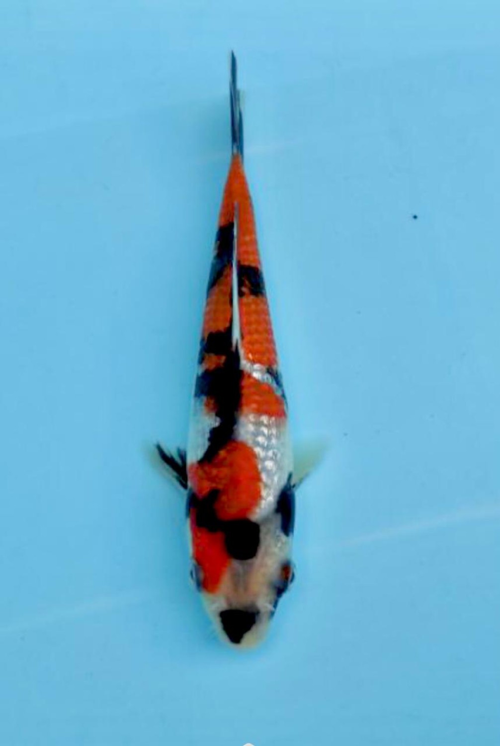 Juara 1