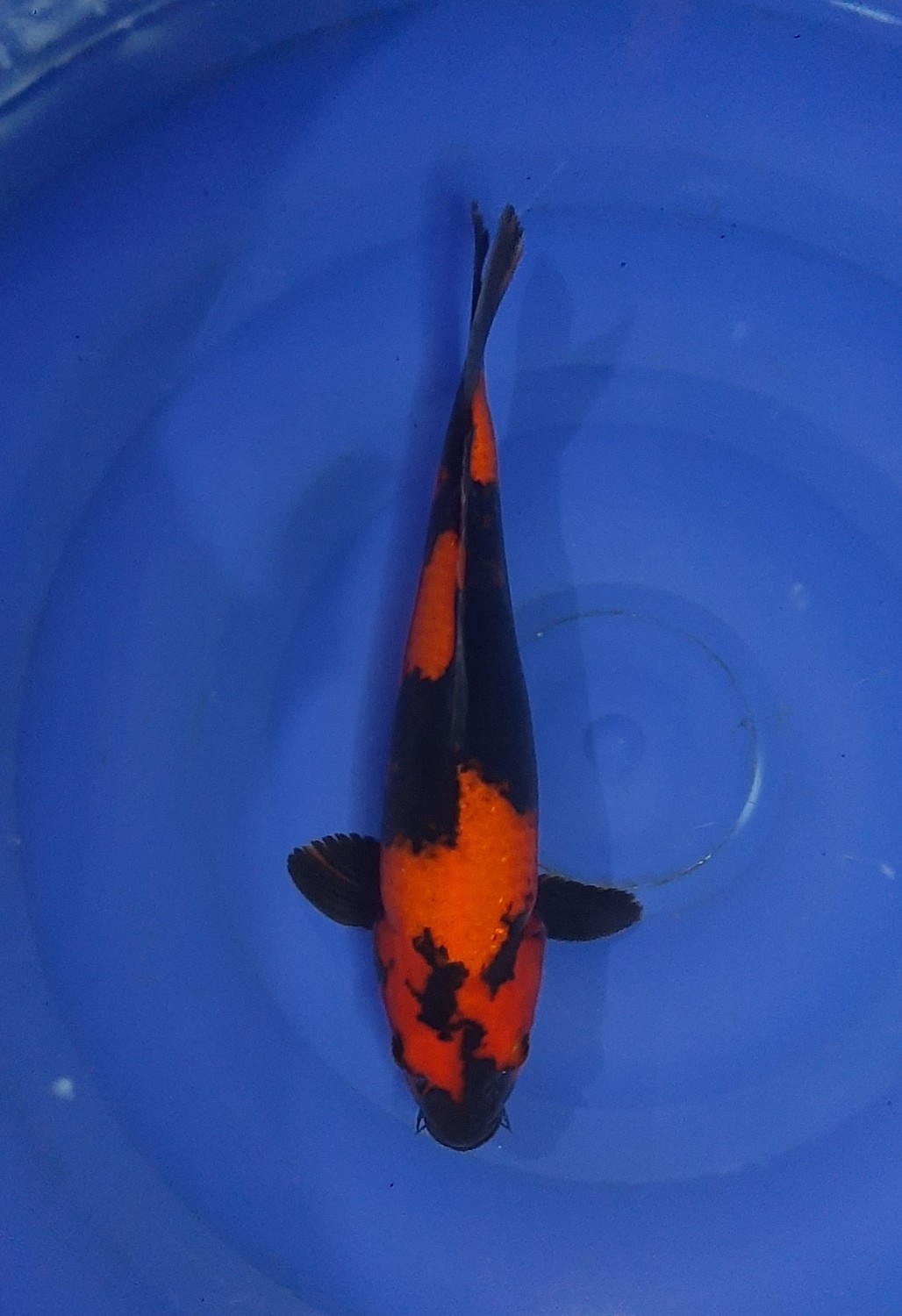 Juara 2