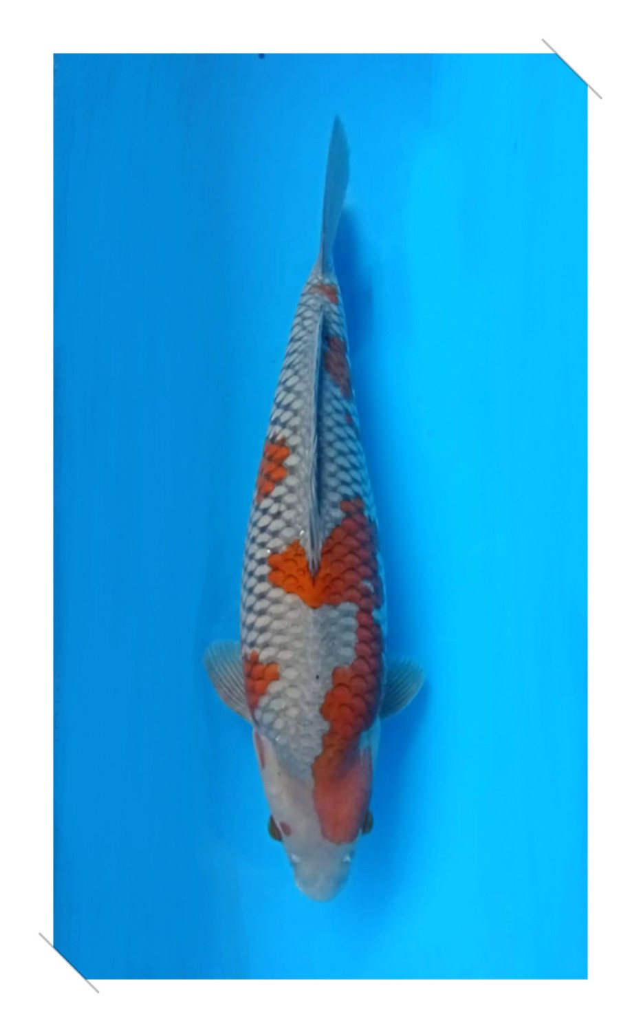 Juara 2