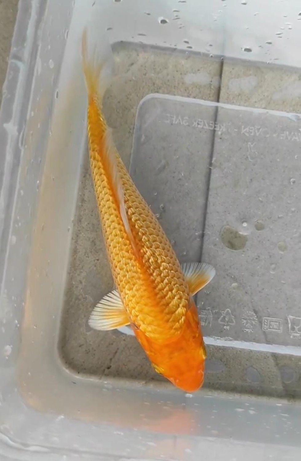 Best In Size E 13 - 15 cm