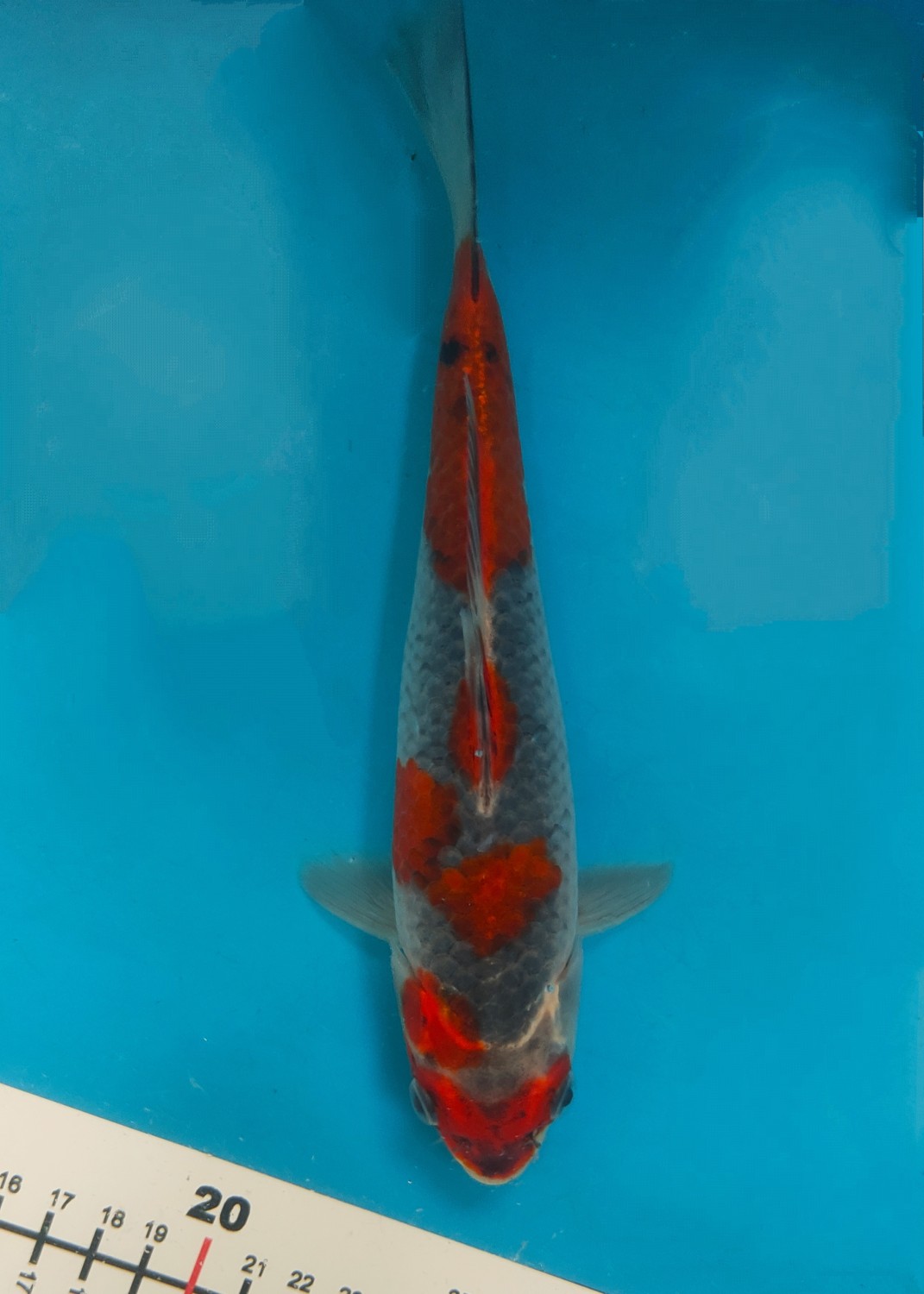 Juara 5