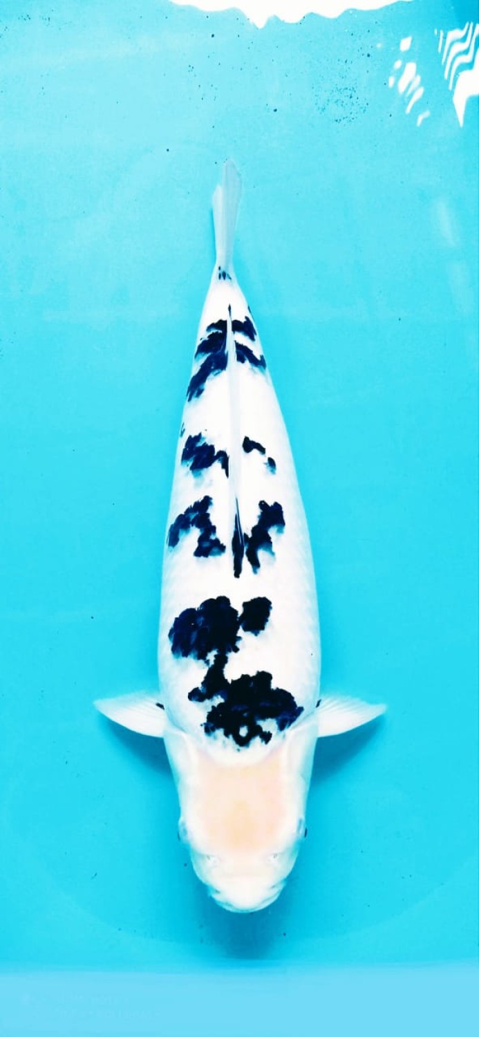 Juara 2