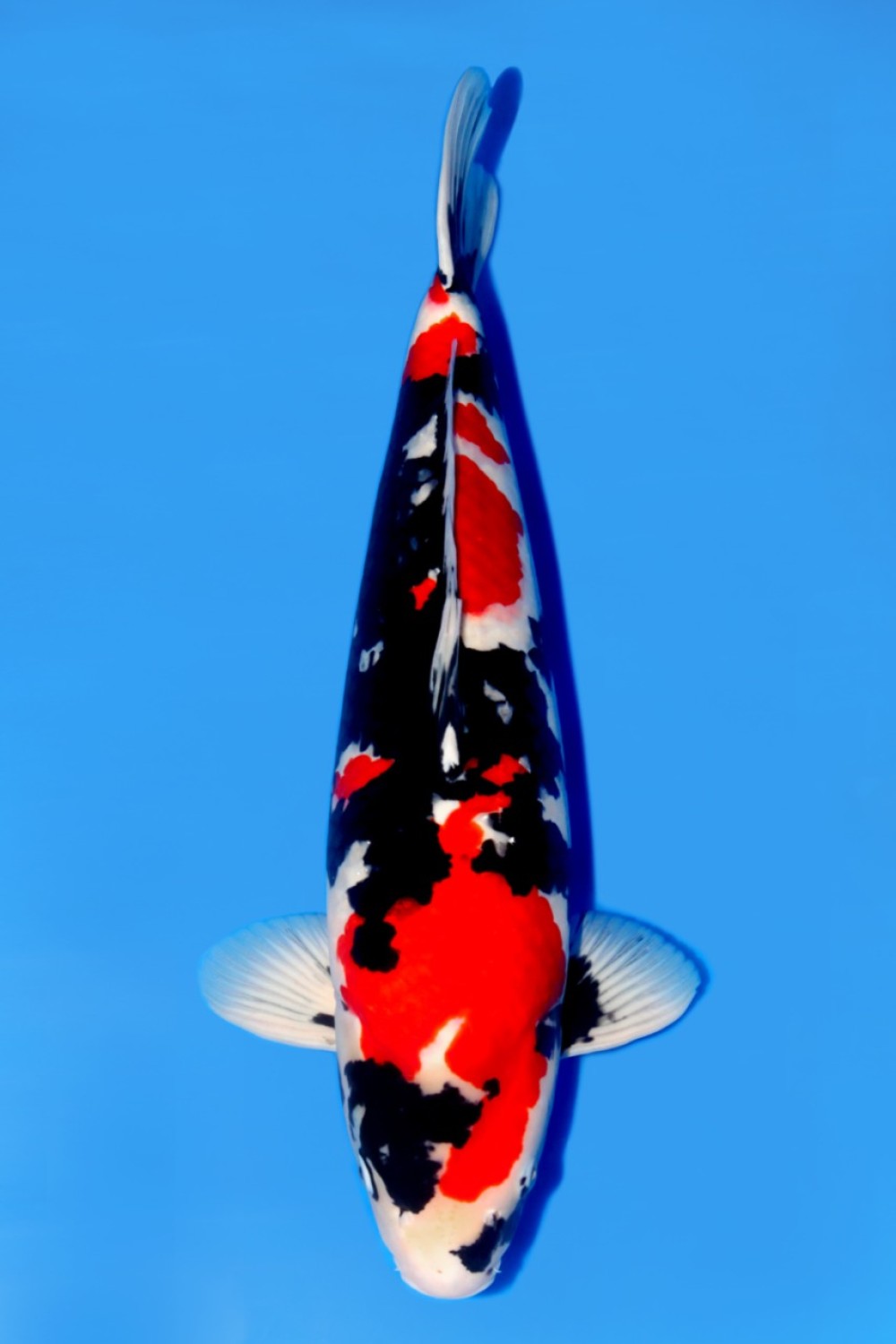 Best In Size A 56 - 60 cm