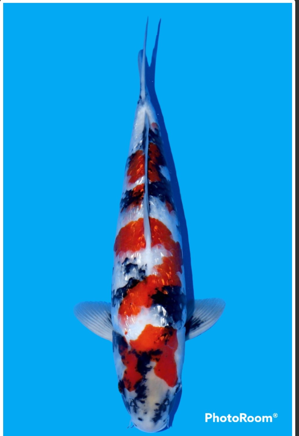 Juara 5