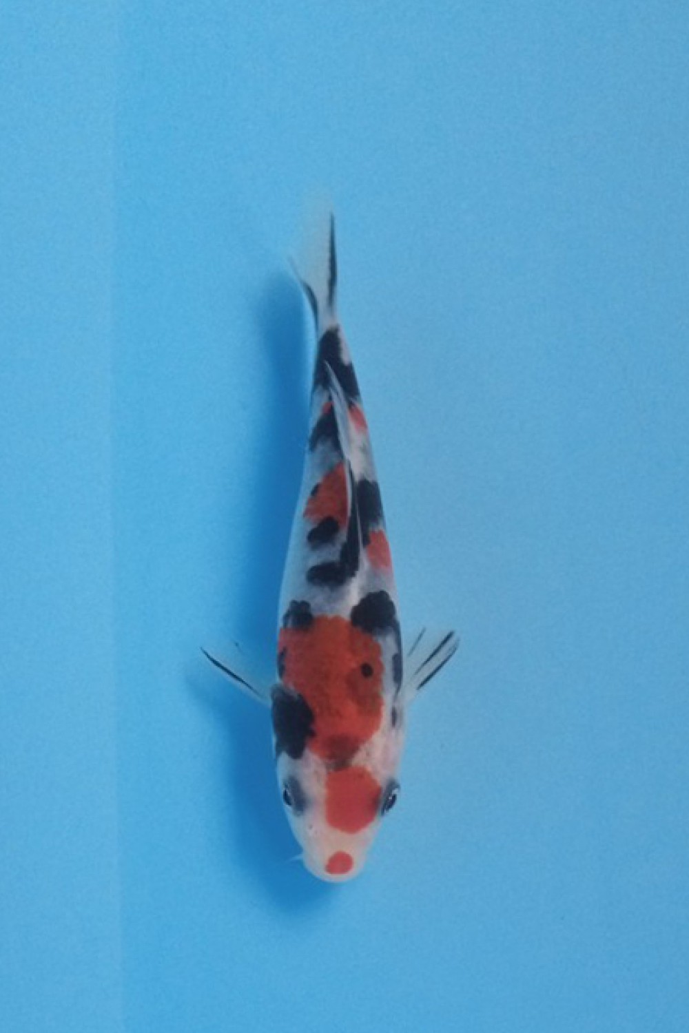 Juara 2