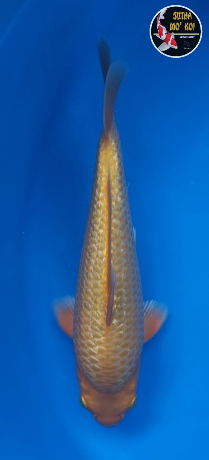 Juara 5