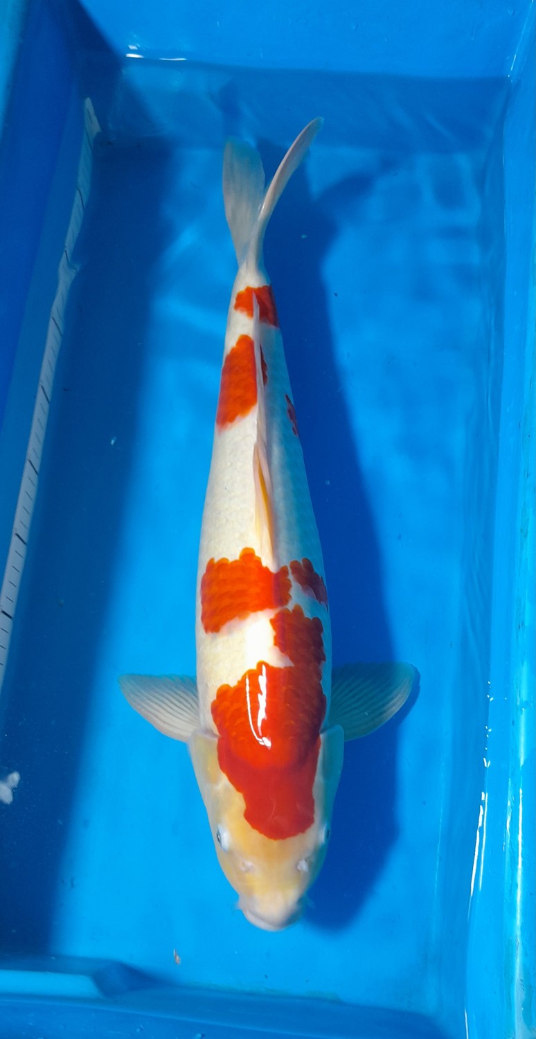 Juara 1