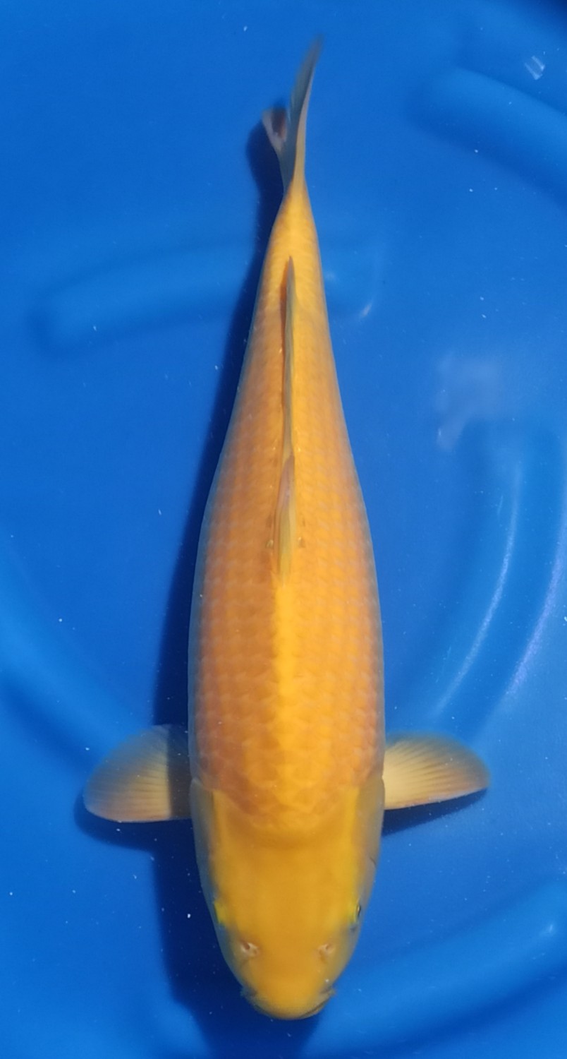 Juara 5