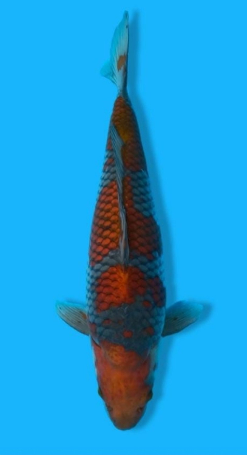 Juara 1