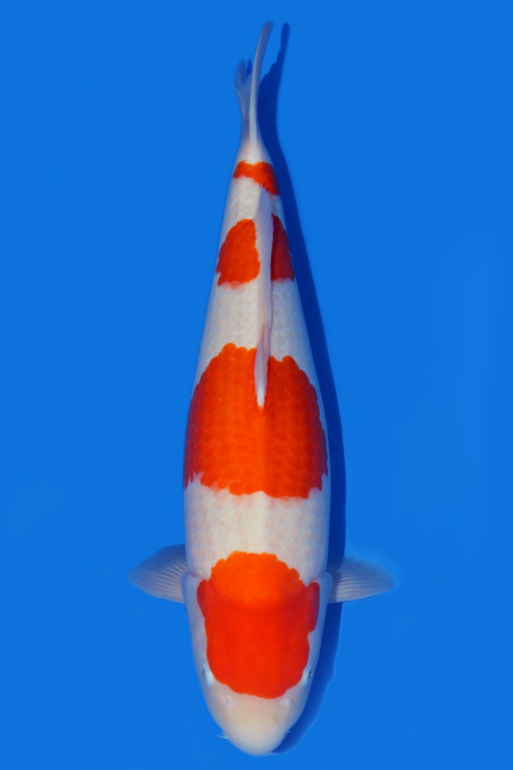 Juara 2