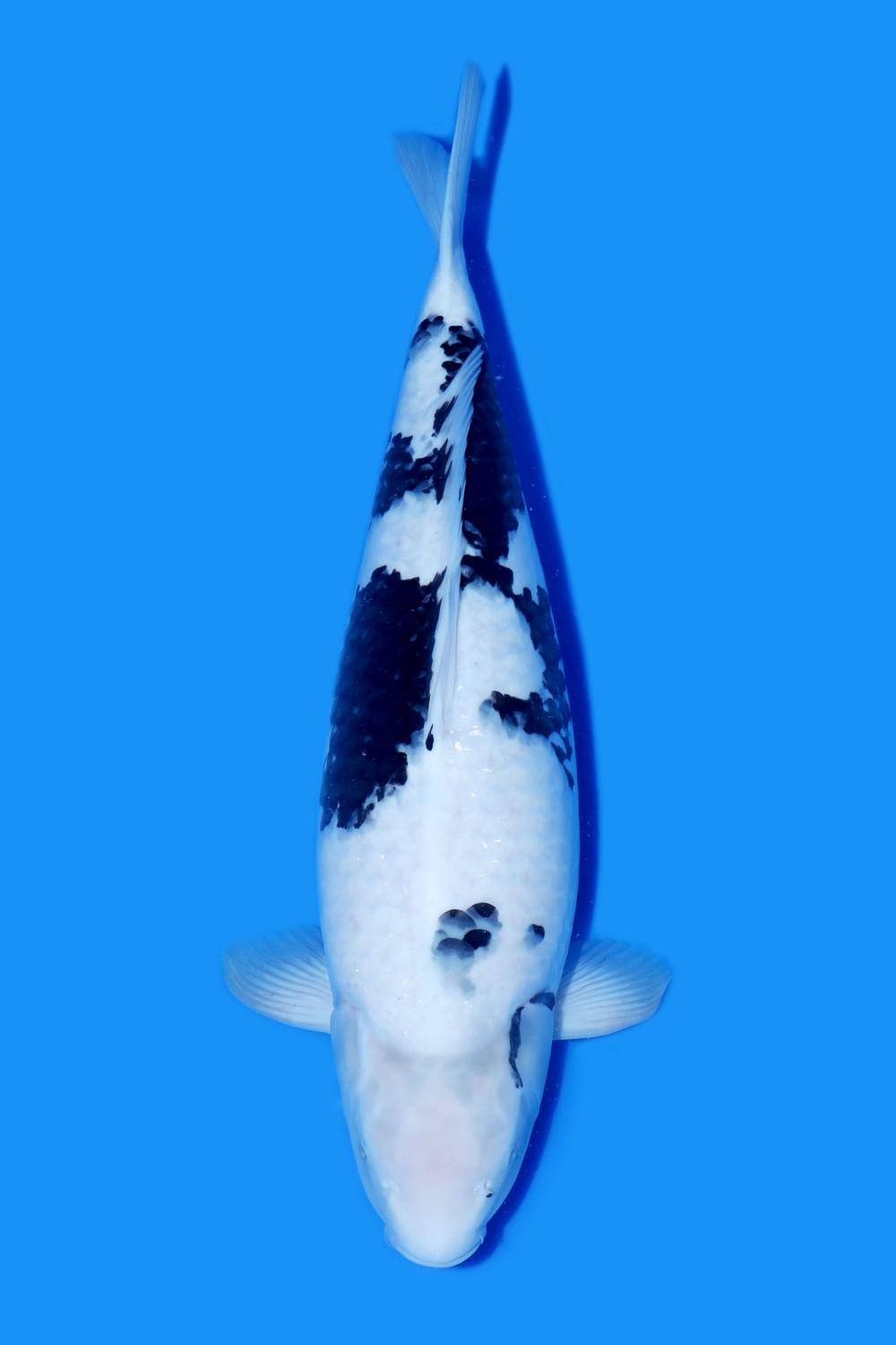 Juara 1