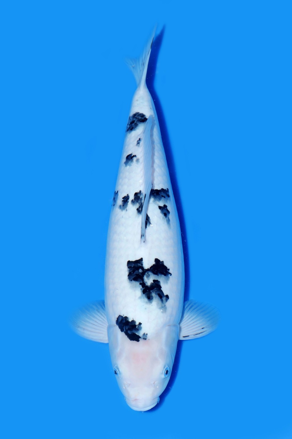 Juara 1