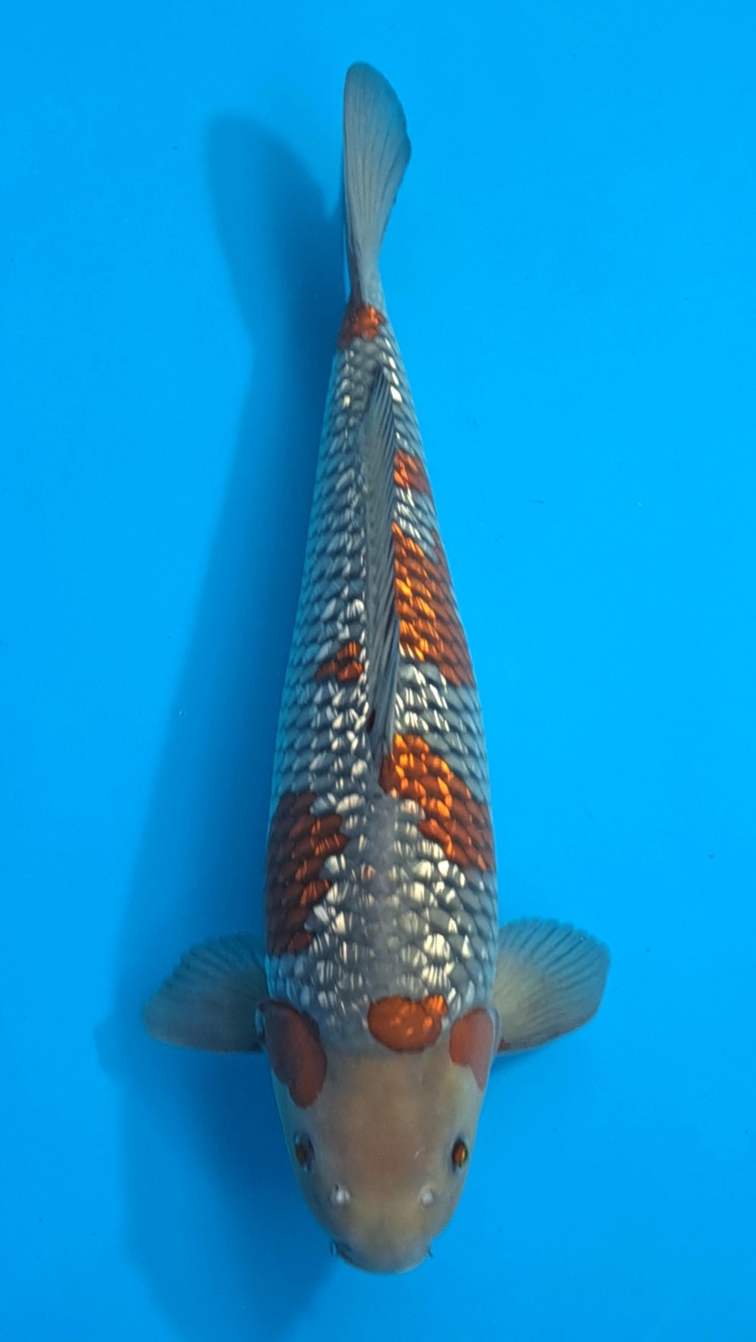 Juara 2