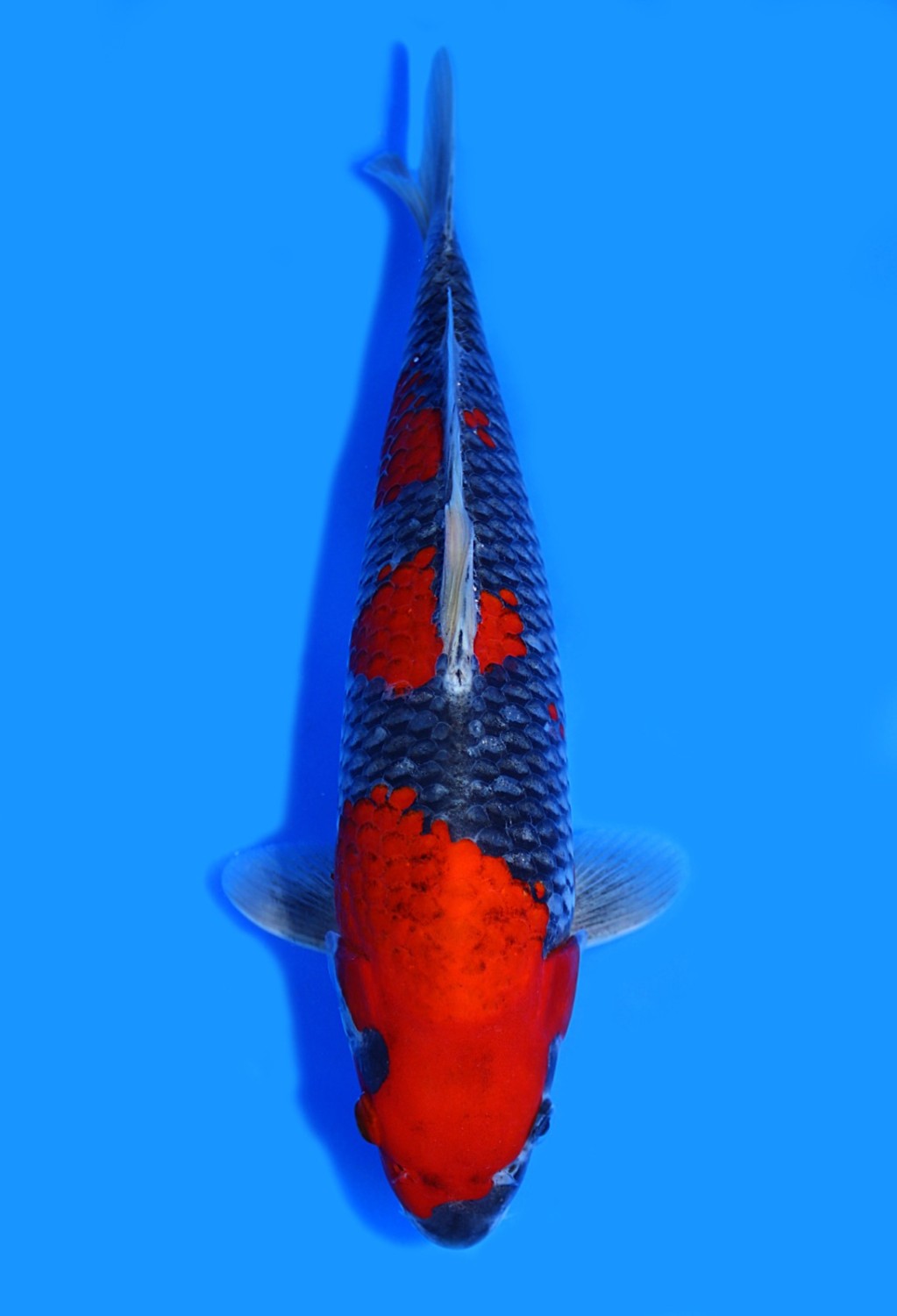 Juara 2