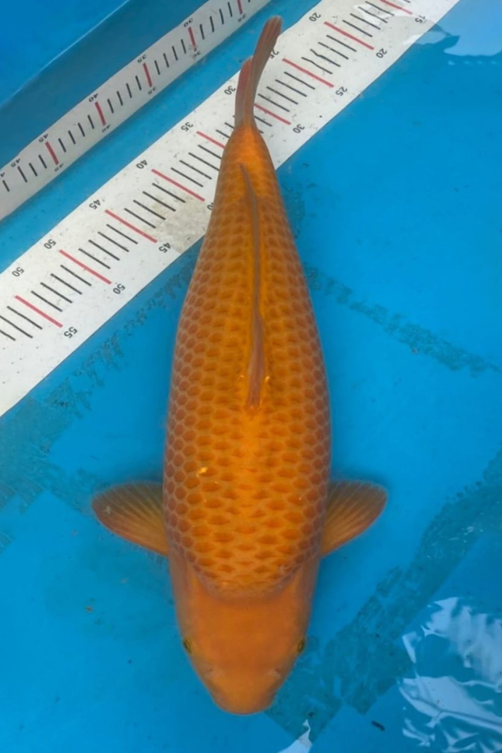 Juara 2