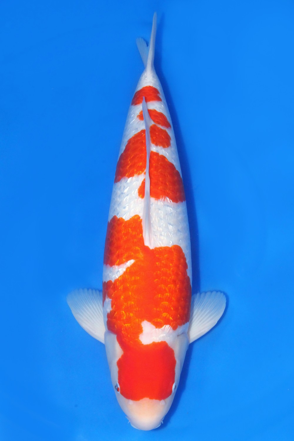 Juara 2