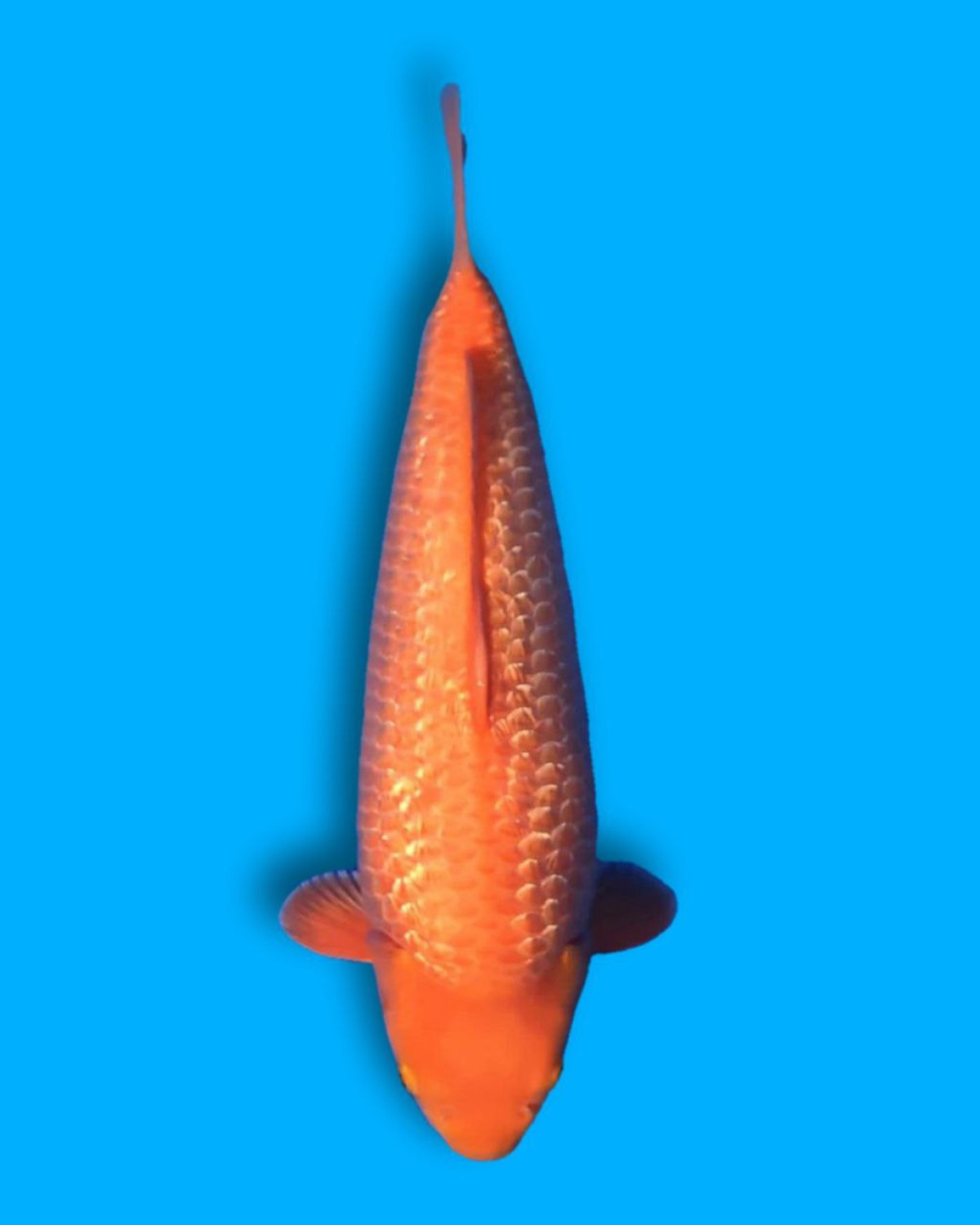 Juara 1