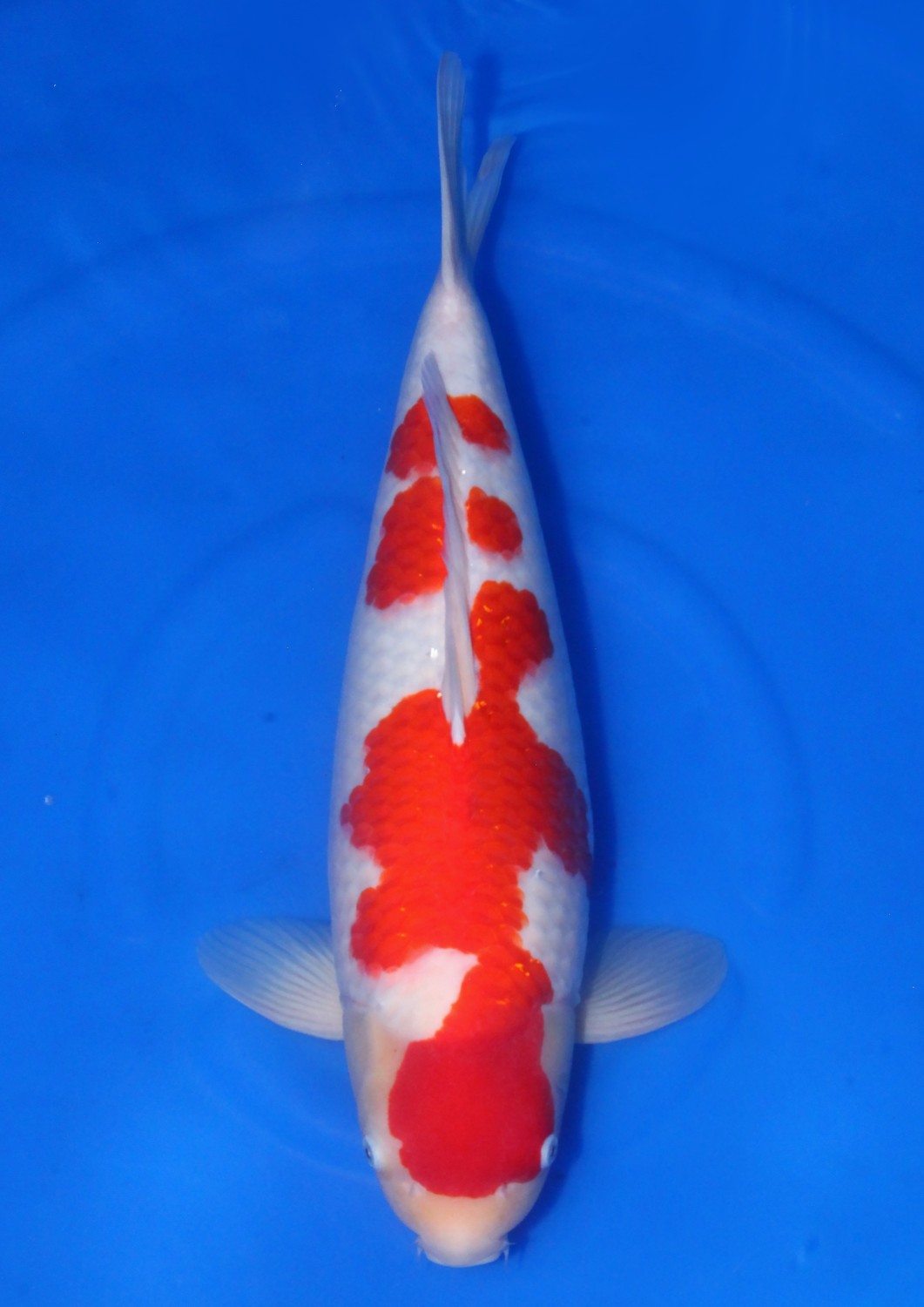 Best In Size A 51 - 55 cm
