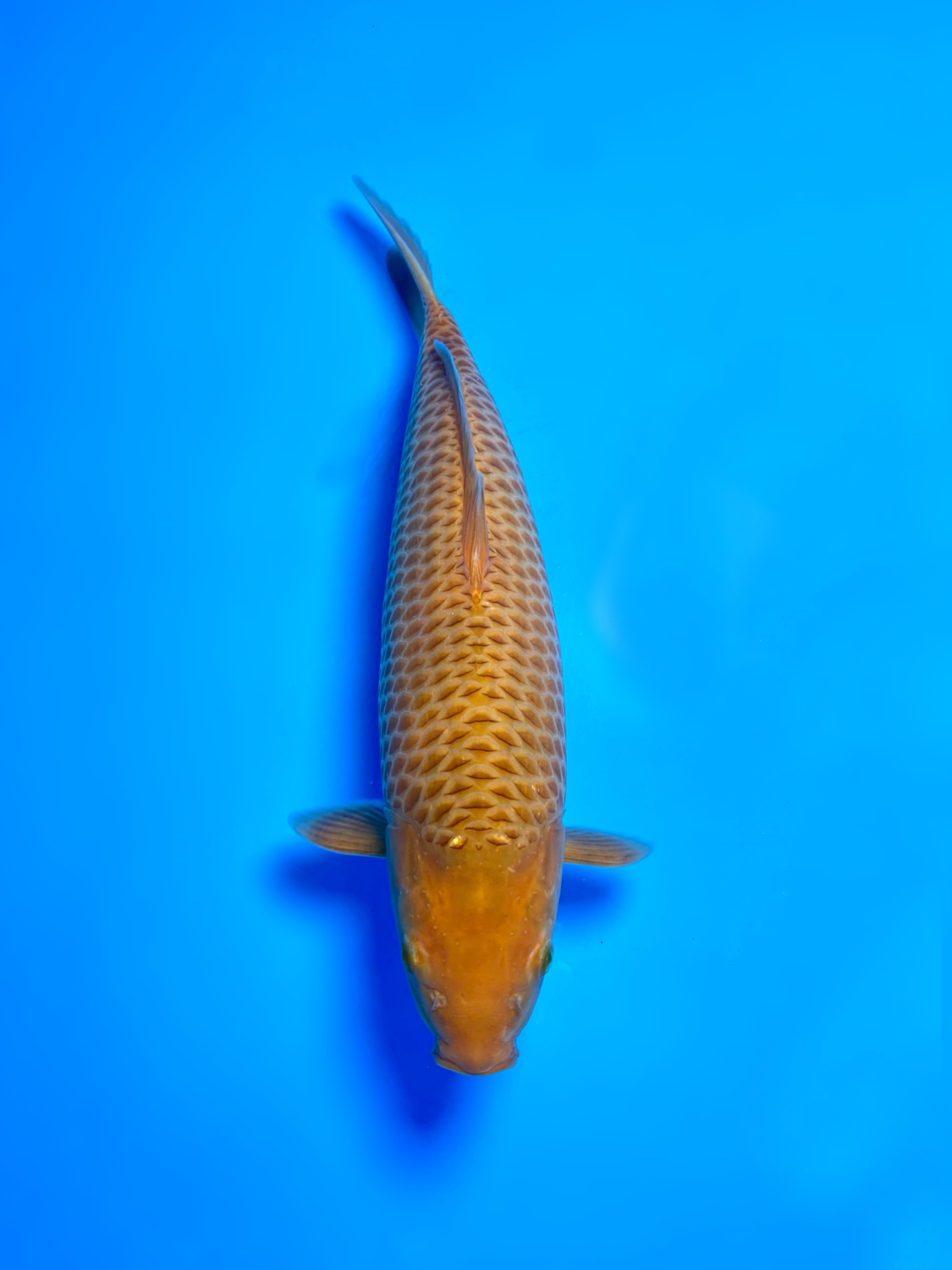 Juara 4