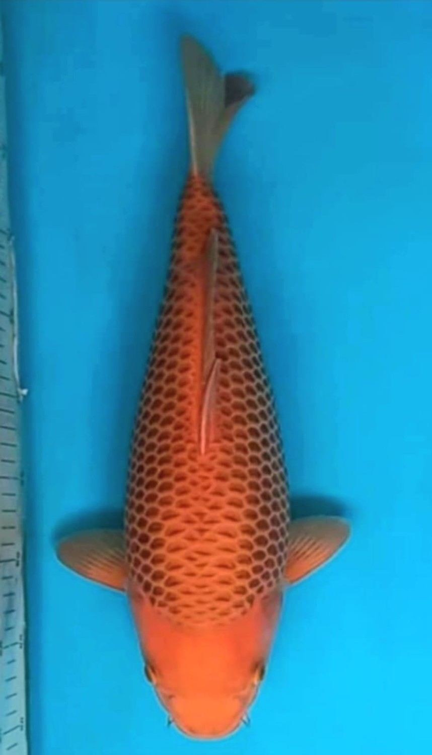 Juara 1
