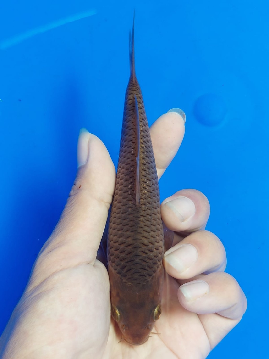 Juara 1