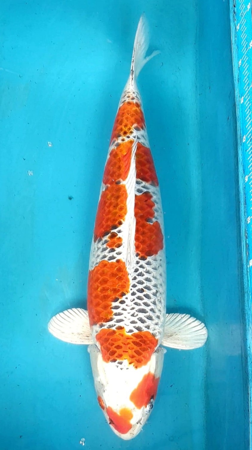 Juara 4