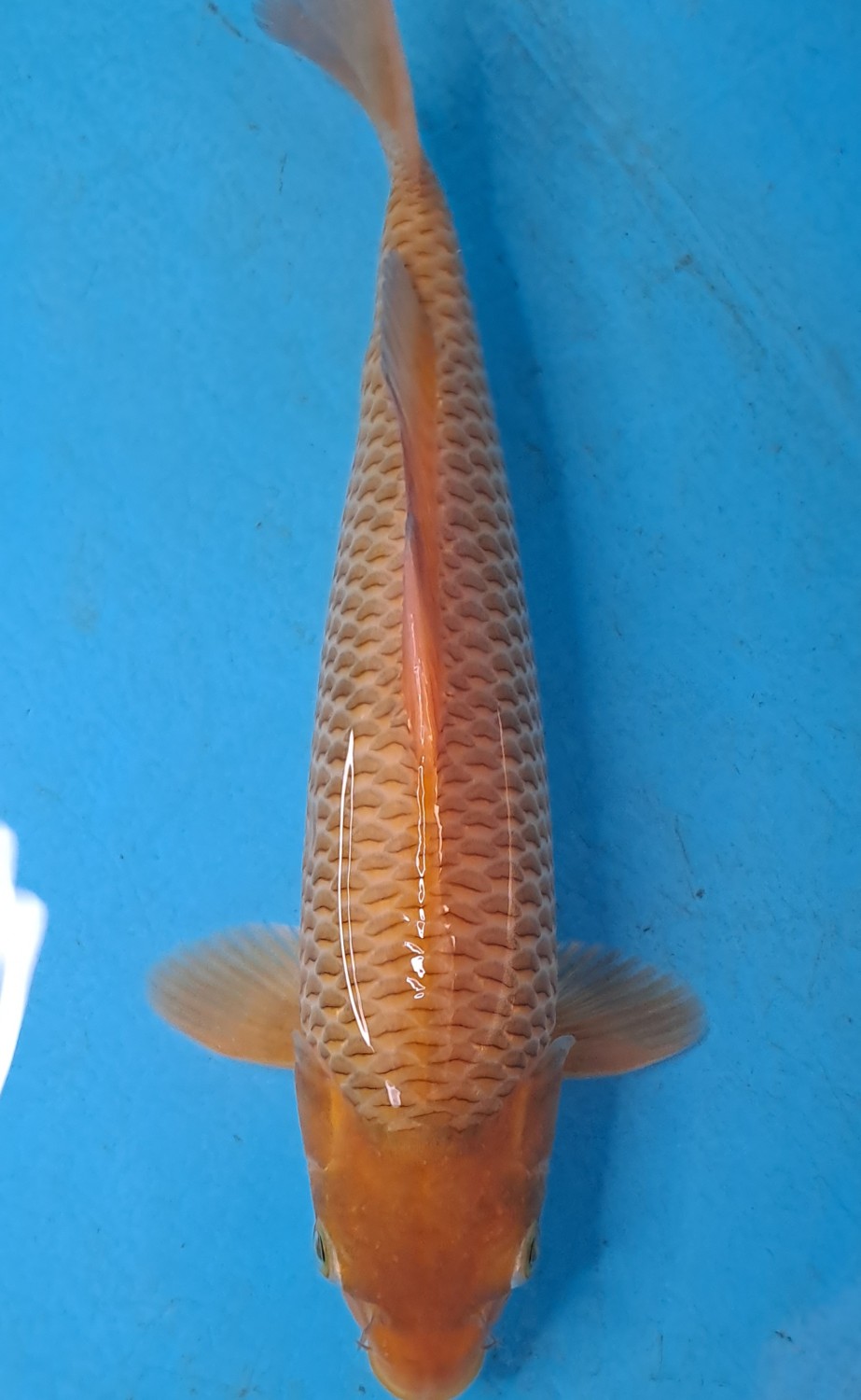 Ikan Koi Kawarimono B