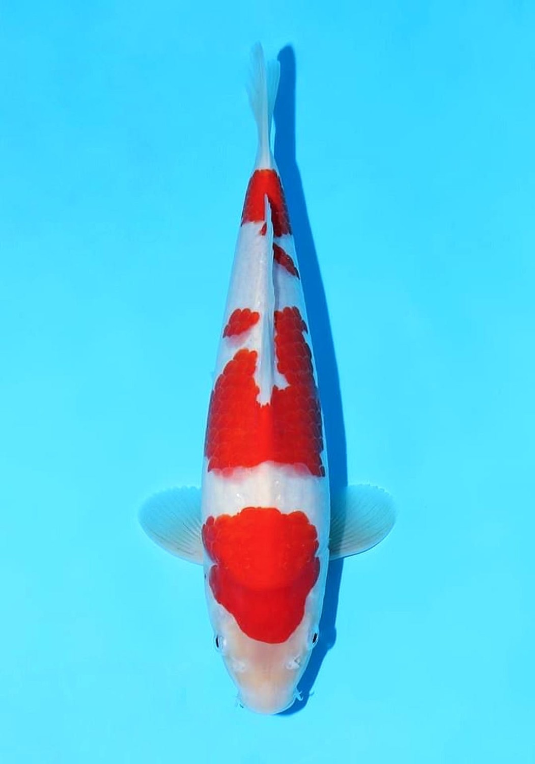 Juara 2