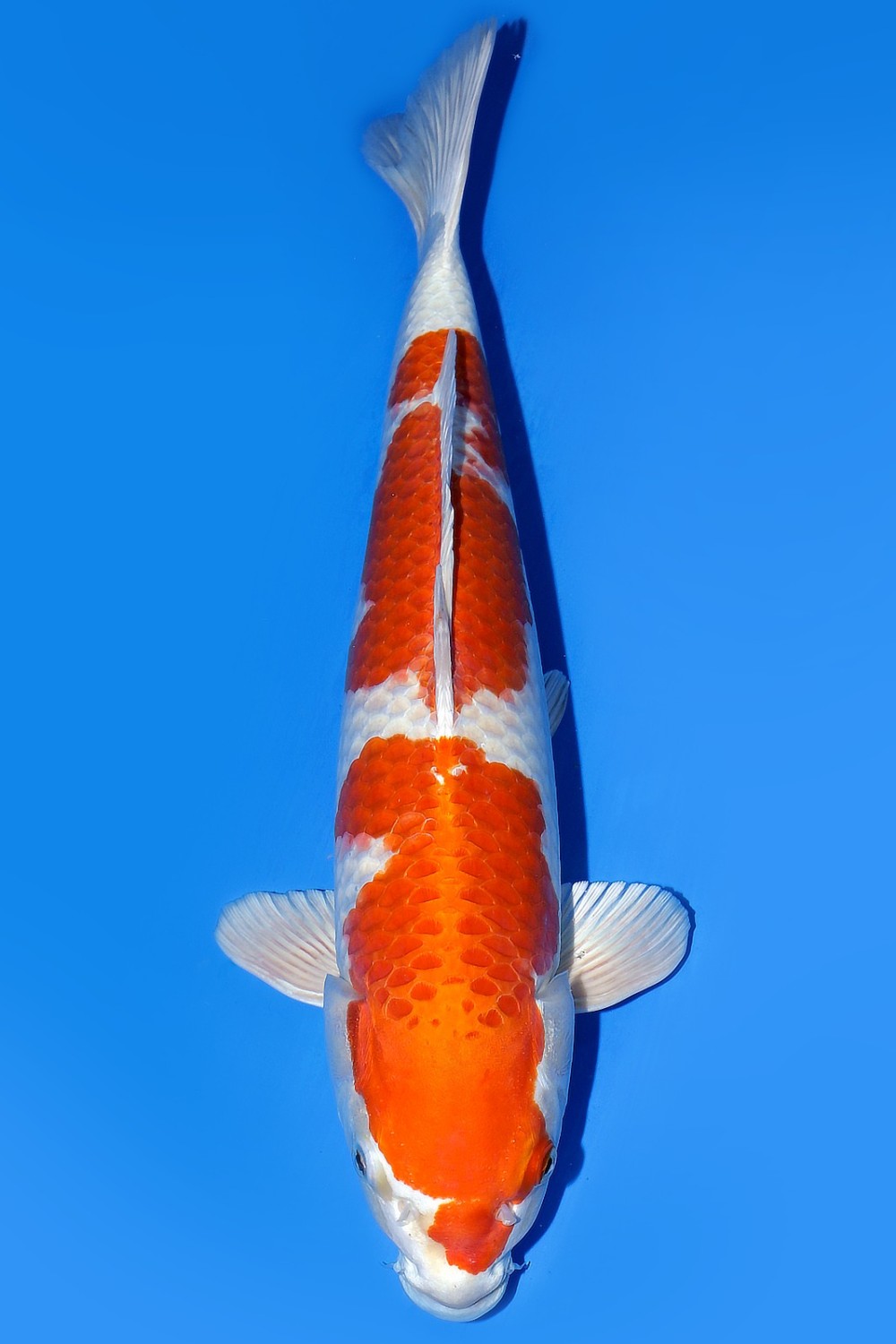 Juara 1