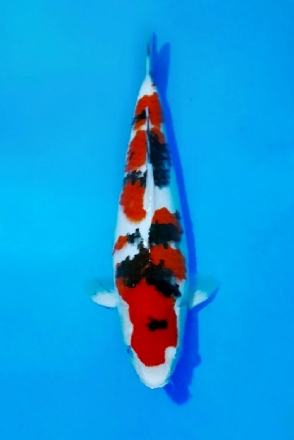 Juara 3