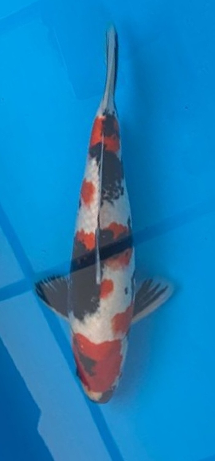 Juara 4