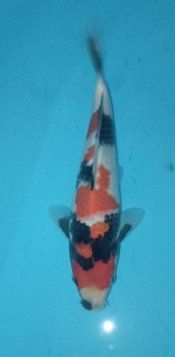Juara 4