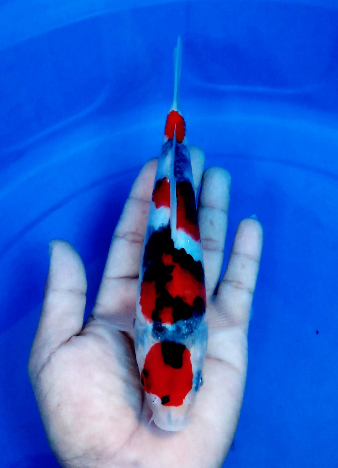 Juara 5