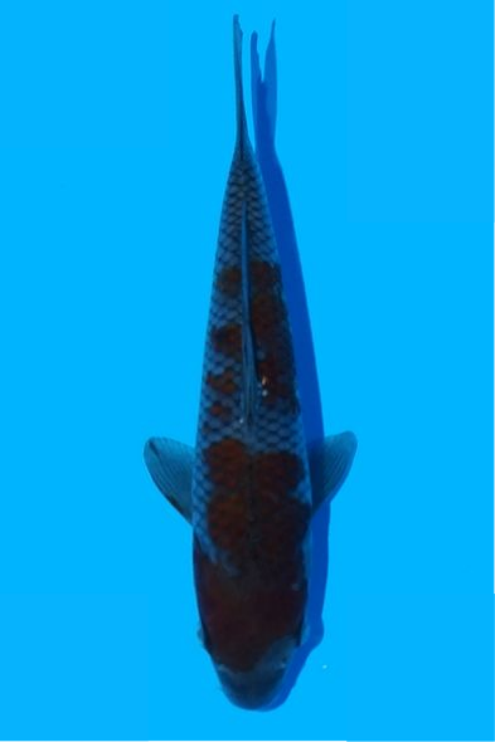 Juara 4