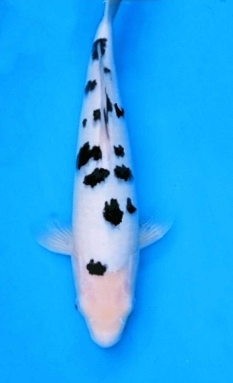 Best In Size D 36 - 40 cm