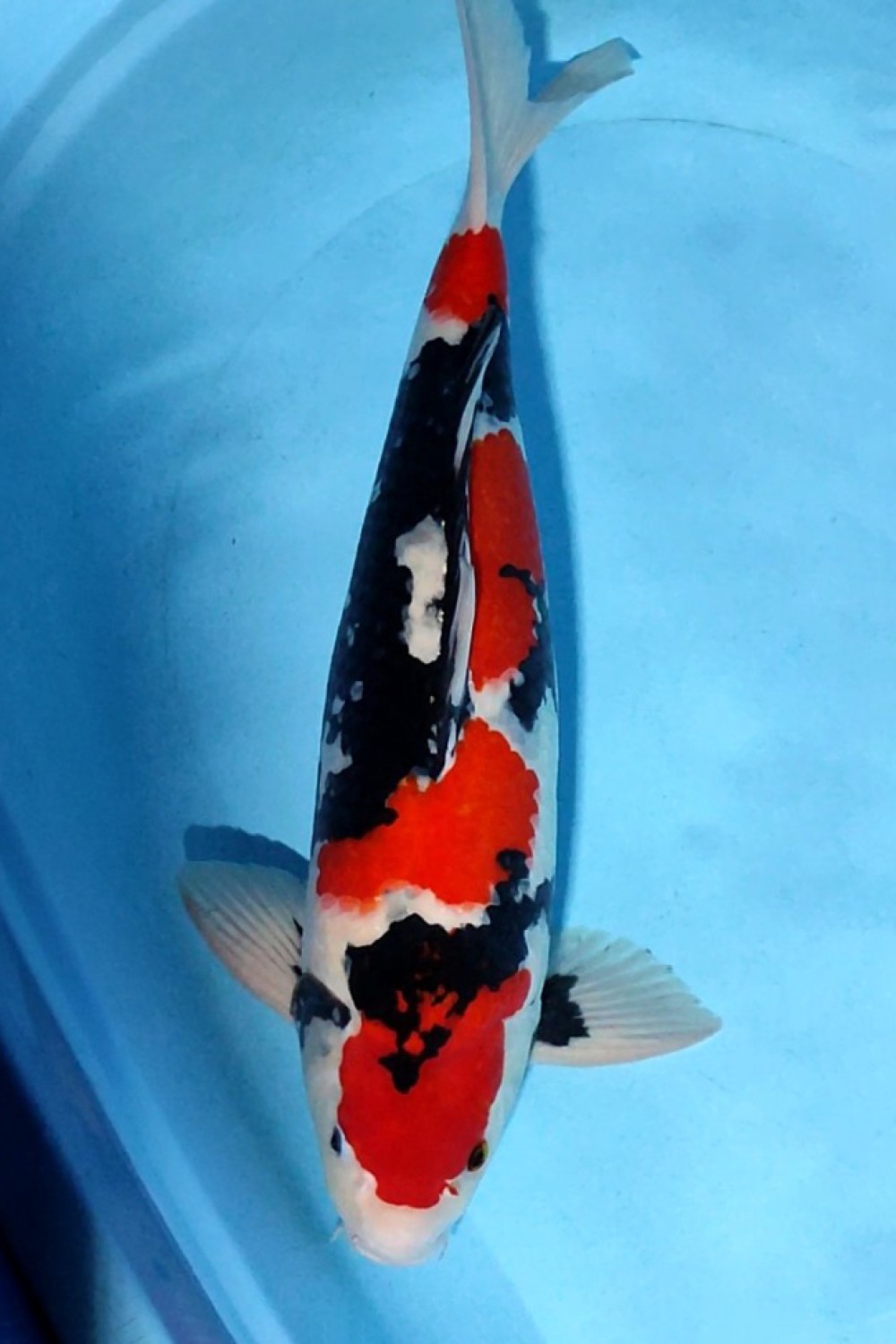 Juara 1