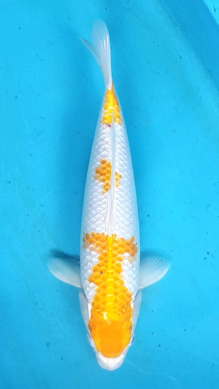 Juara 2
