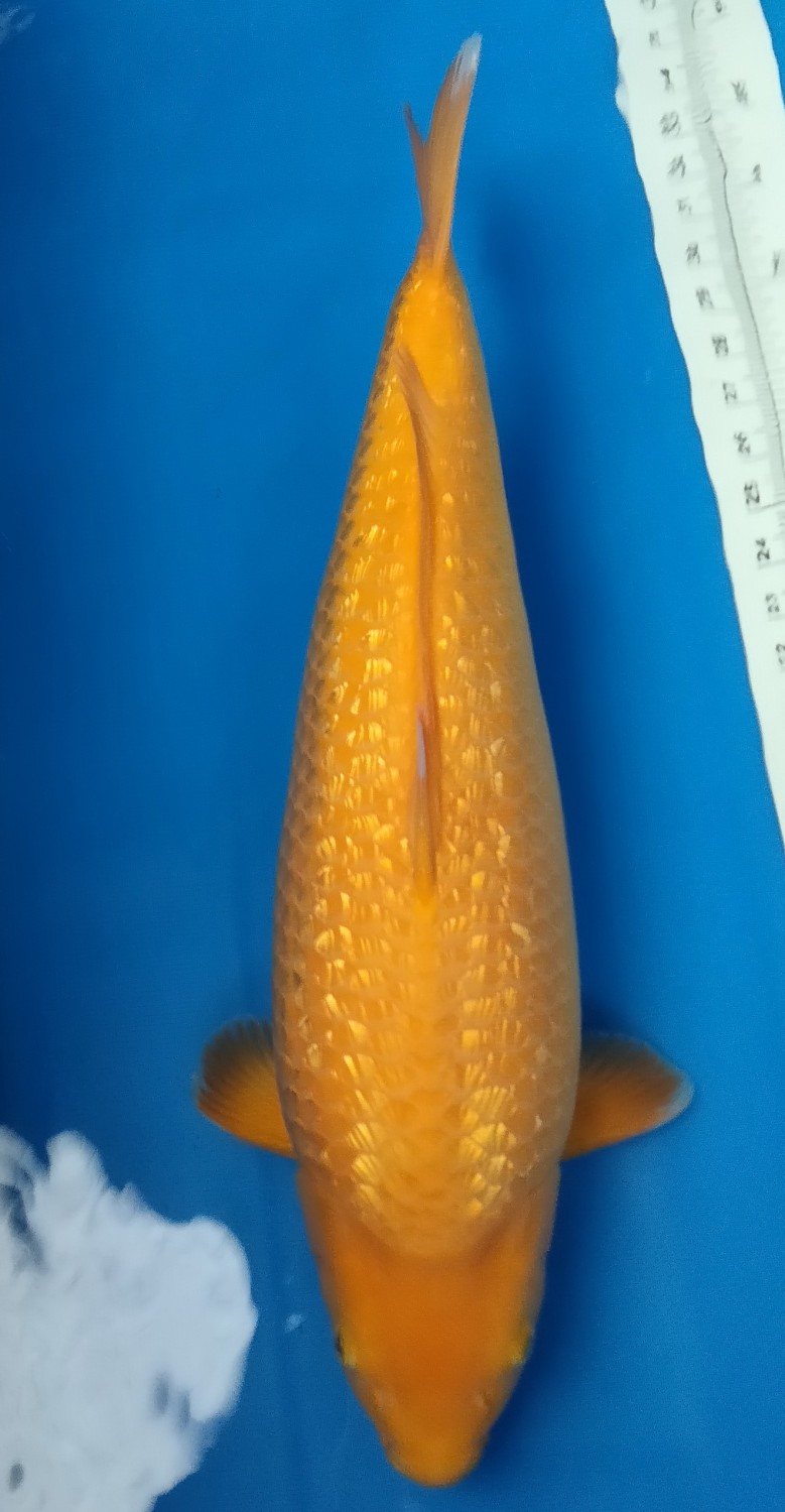 Juara 5