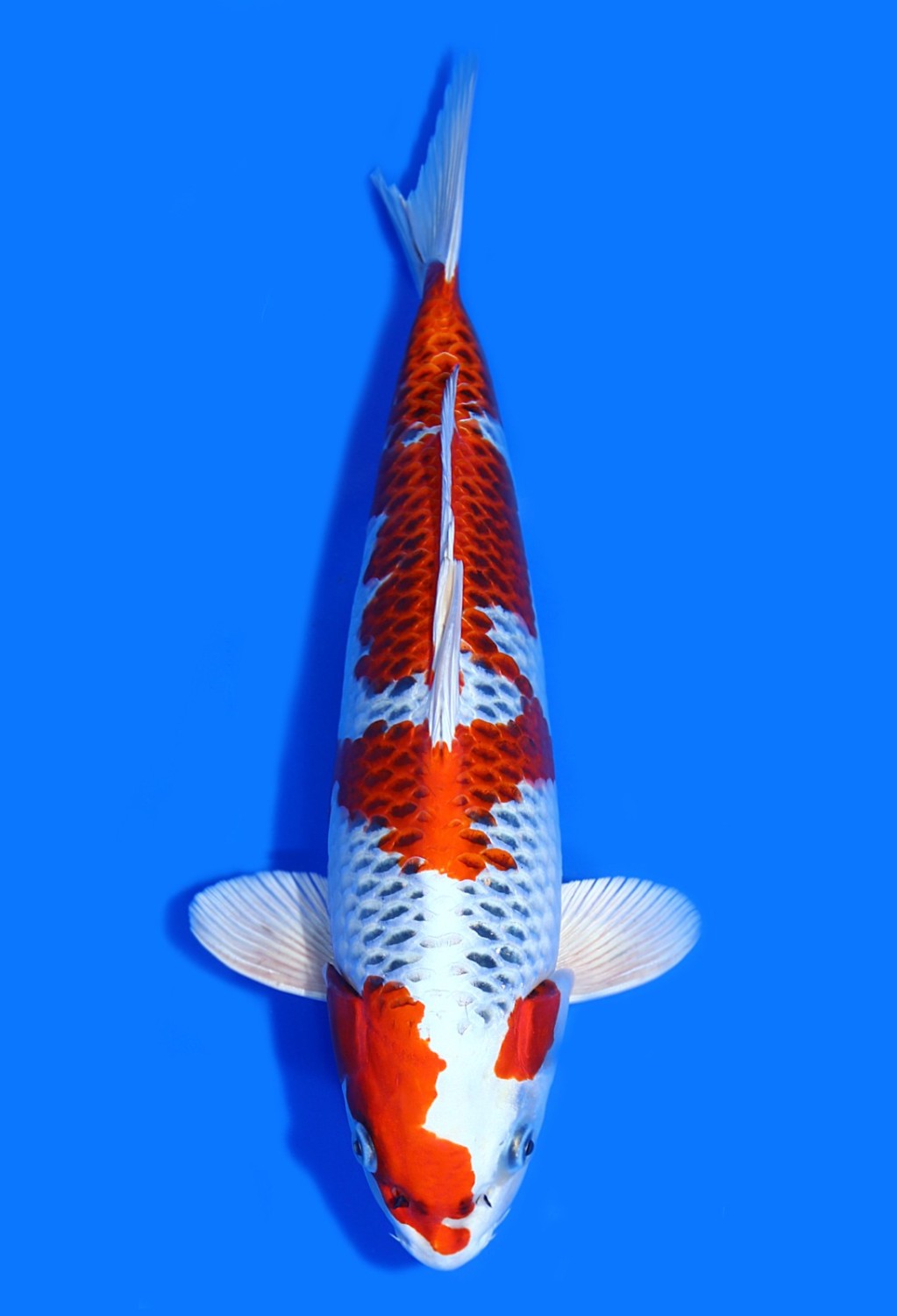 Juara 2