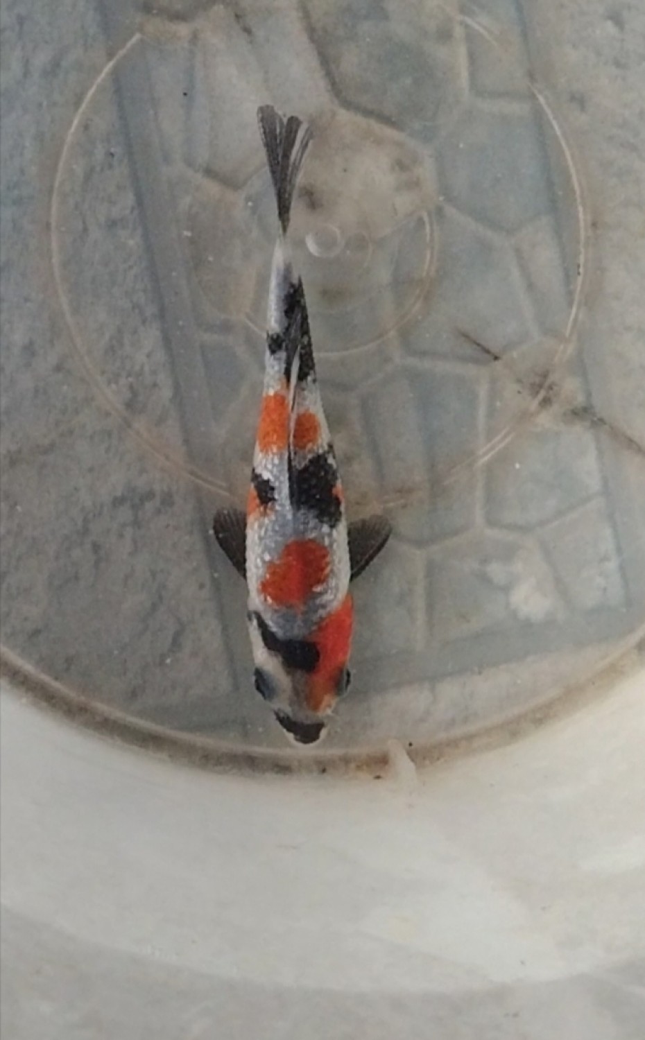Ikan Koi Kinginrin A
