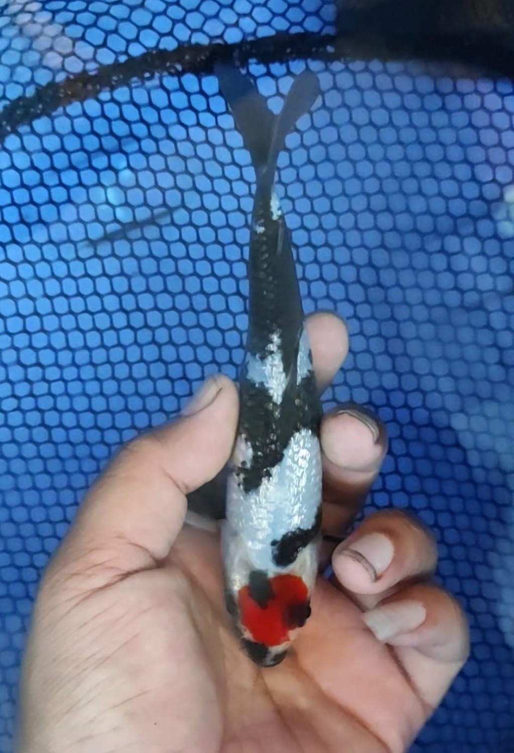 Juara 4