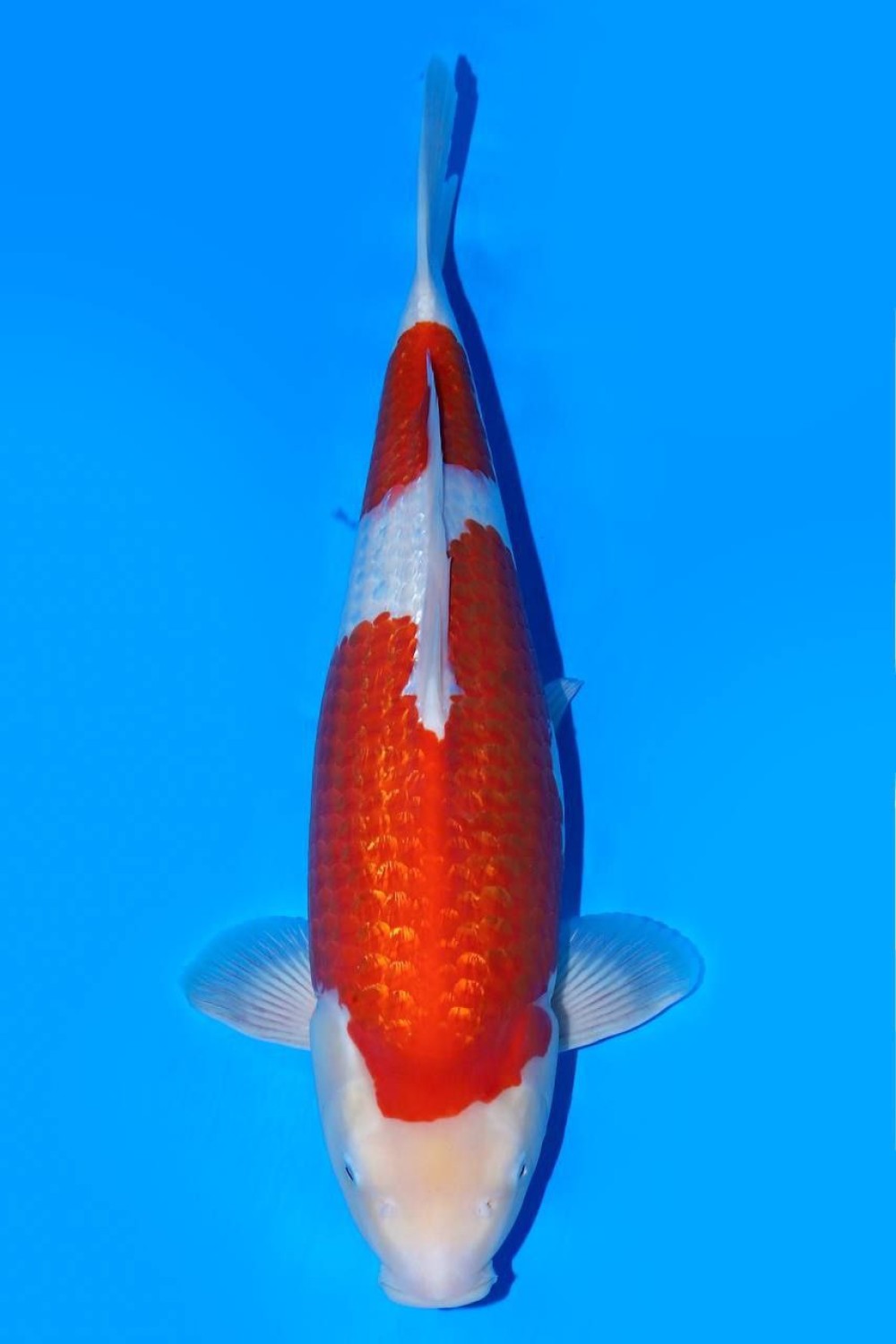 Juara 2