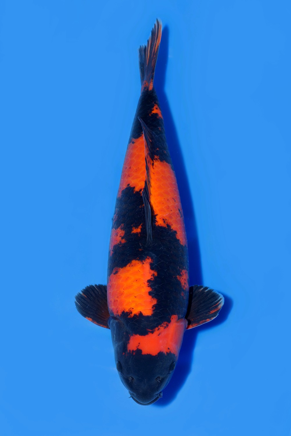 Juara 2