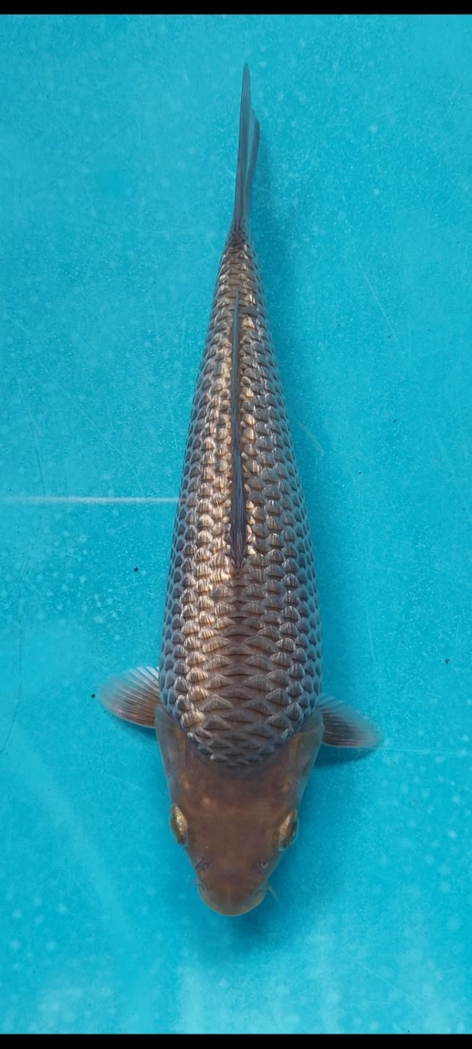 Juara 1
