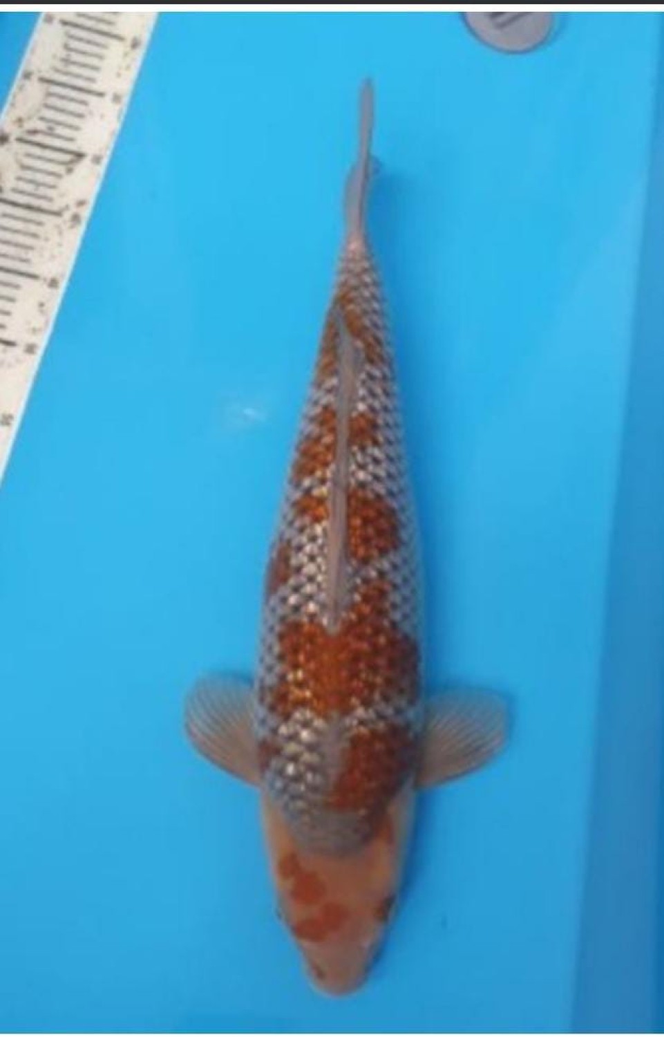 Juara 2