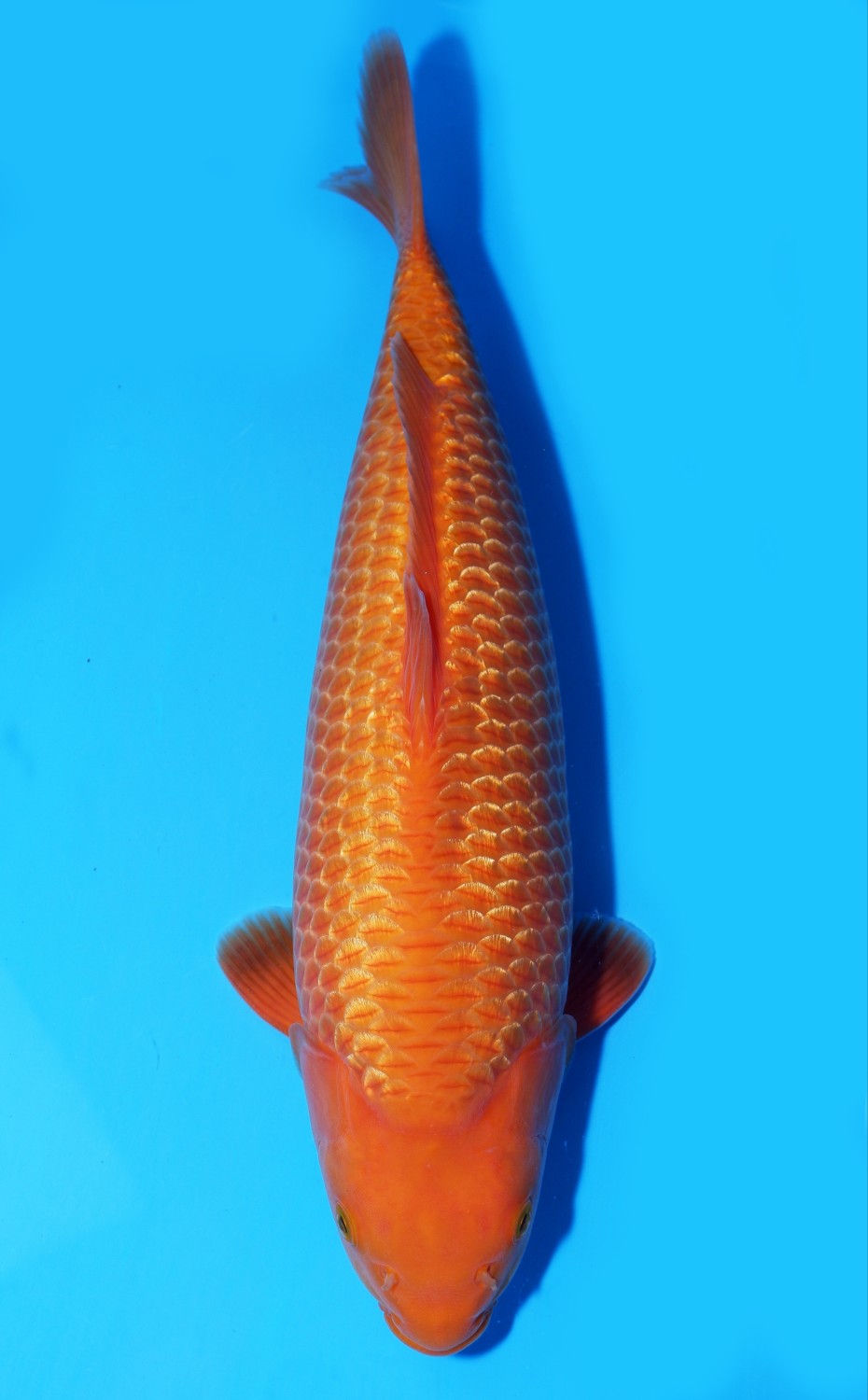 Juara 2