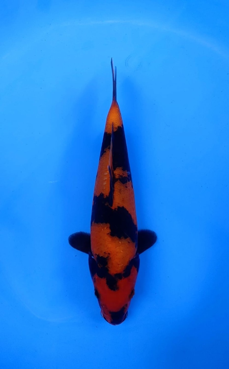 Best In Size D 21 - 25 cm